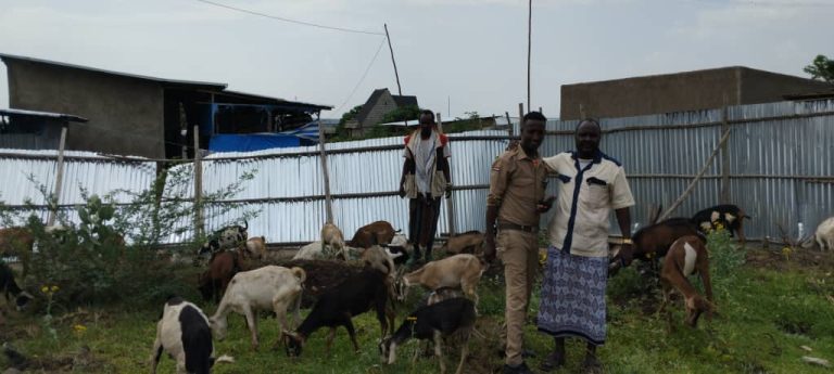 Successful Restitution Delivers 40 Goats from Gumbi Bordode to Afar